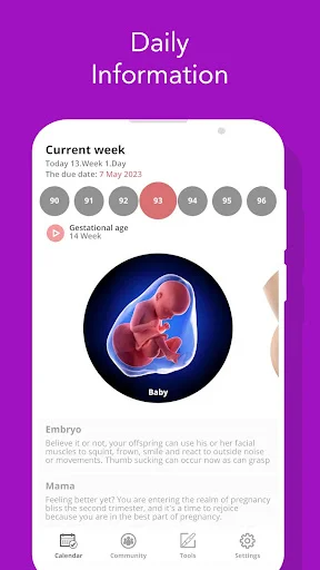 Daily pregnancy information screen showing week 13 with fetal development image and baby milestone details
